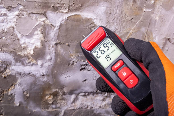 Best Affordable Mold Removal  in Hurricane, WV