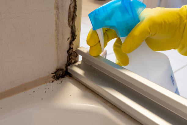 Best Professional Mold Removal  in Hurricane, WV