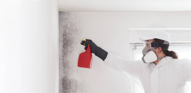 Best Local Mold Removal Service  in Hurricane, WV