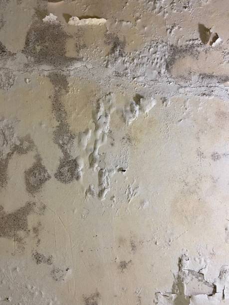 Best Toxic Mold Removal  in Hurricane, WV