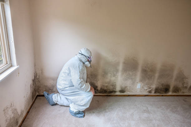 Best Mold Damage Repair  in Hurricane, WV