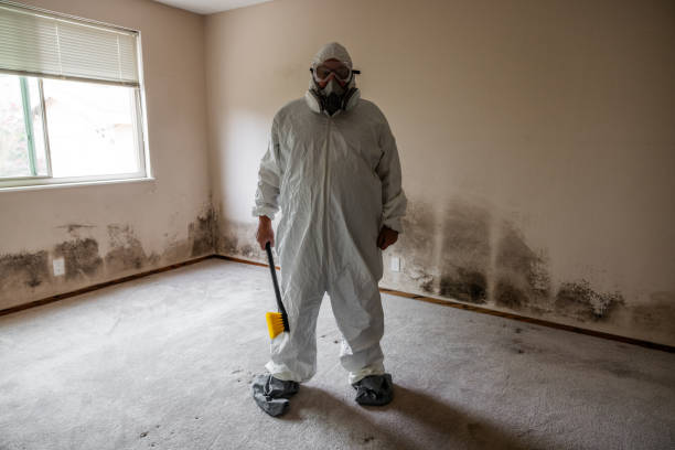 Certified Mold Removal in Hurricane, WV
