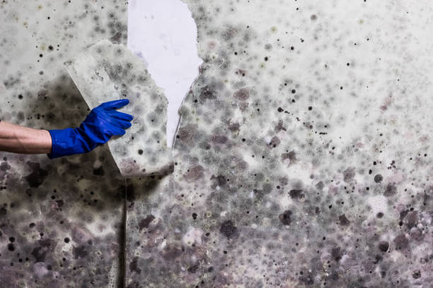 Best Black Mold Removal  in Hurricane, WV