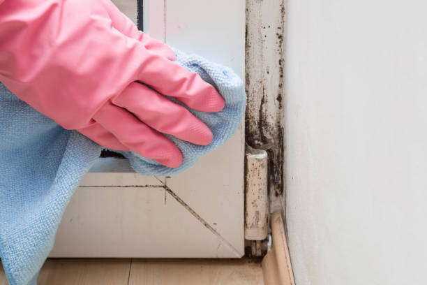 Best Certified Mold Removal  in Hurricane, WV